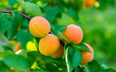 Albaricoque – aprikos på mallorkinska